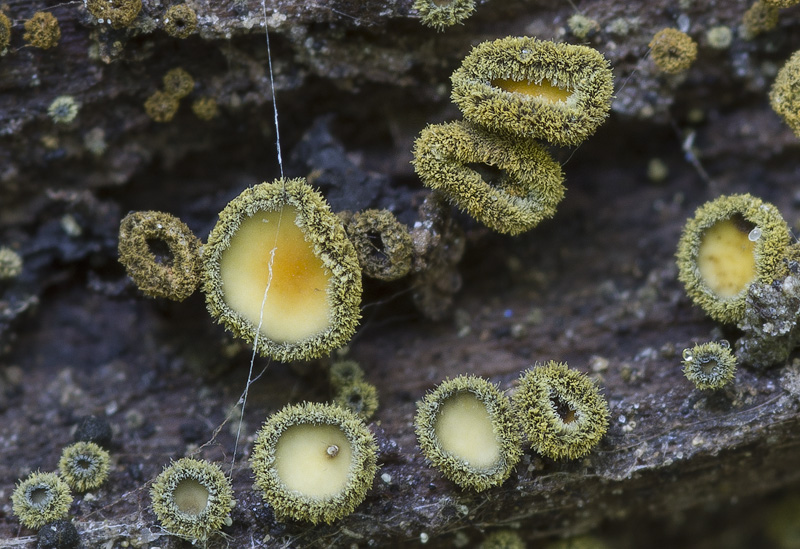 Neodasyscypha cerina